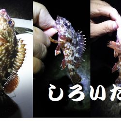 ウキが沈むと楽しい。